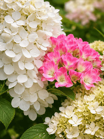 Гортензия метельчатая смесь