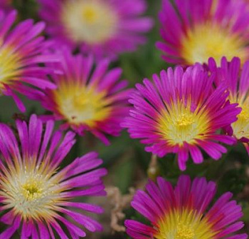 Делосперма Купера Suntropic Purple
