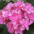 Гортензия крупнолистная Romance