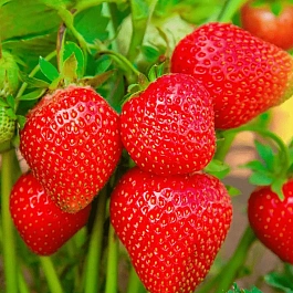 Земляника садовая Фалко