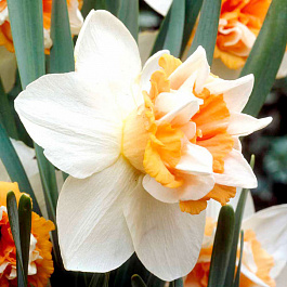 Нарцисс махровый Экстраваганца