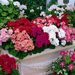 Пеларгония зональная Мультиблум Микс