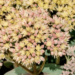 Очиток большой Seduction Green Yellow