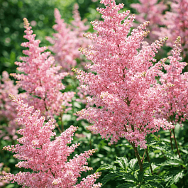 Астильба Арендса Darwin's Dream