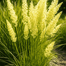 Колерия валисская Mountain Breeze