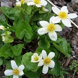 Калужница болотная Alba