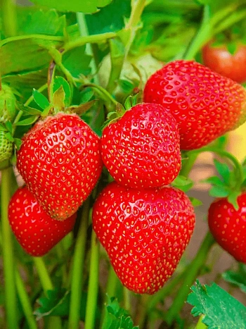 Земляника садовая Фалко