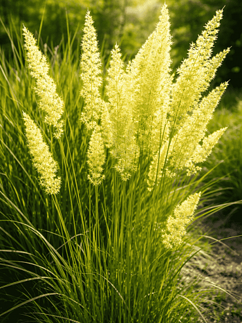 Колерия валисская Mountain Breeze