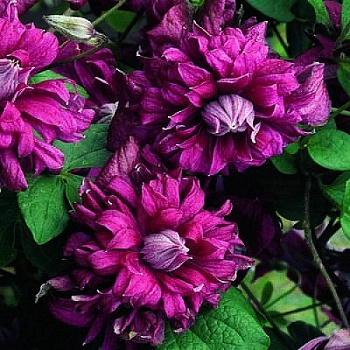 Клематис ботанический Пурпуреа Плена Элеганс