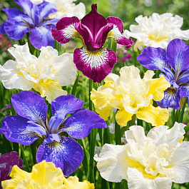 Ирис Louisiana Breeders Mix