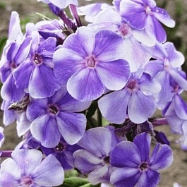 Флокс метельчатый Вечерняя Гжель