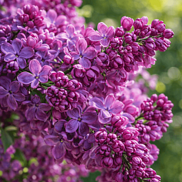 Сирень обыкновенная Богдан Хмельницкий