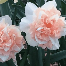 Нарцисс Rosy Cloud