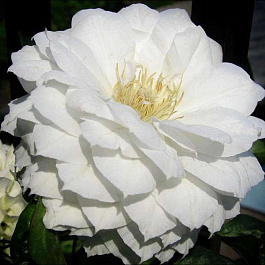 Клематис крупноцветковый Дачес оф Эдинбург