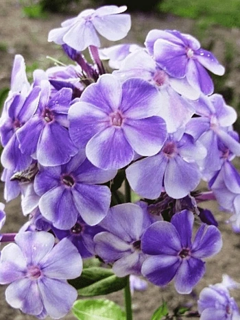 Флокс метельчатый Вечерняя Гжель