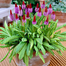 Примула высокая Виаля (орхидная)