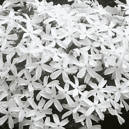 Флокс шиловидный White Delight