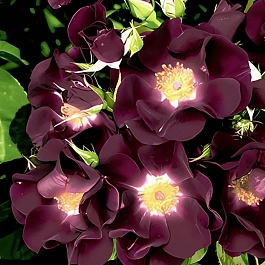 Роза Плетистая Night Owl