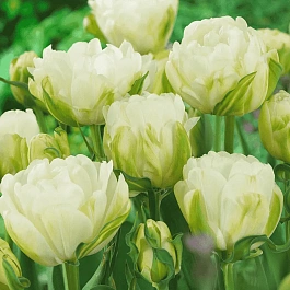 Тюльпан Махровый Maureen Double