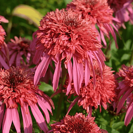 Эхинацея пурпурная Guava Ice