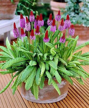 Примула высокая Виаля (орхидная)