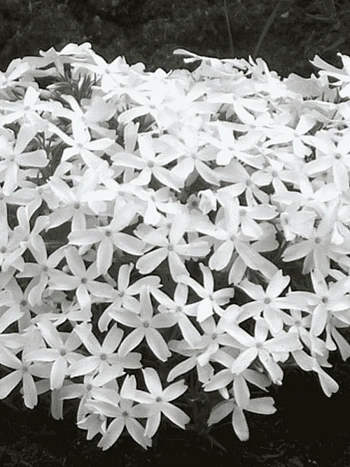 Флокс шиловидный White Delight