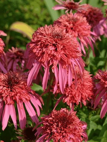 Эхинацея пурпурная Guava Ice