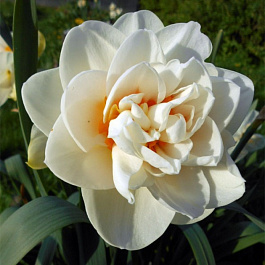 Нарцисс махровый Гей Тейбор