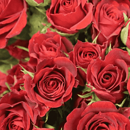 Роза спрей Red Mikado