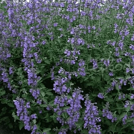 Котовник Фассена Six Hills Giant