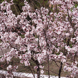 Абрикос сибирский