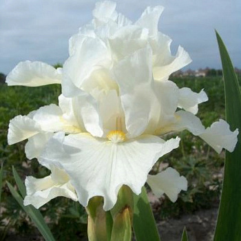 Ирис бородатый Авенель