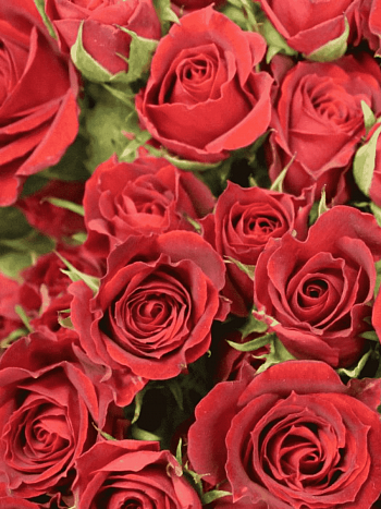 Роза спрей Red Mikado