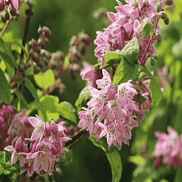 Дейция гибридная Strawberry Fields