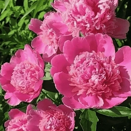 Пион Bouquet Perfect