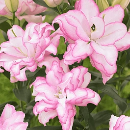 Лилия Roselily Anouska