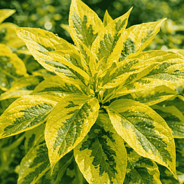 Дерен белый Gouchaultii