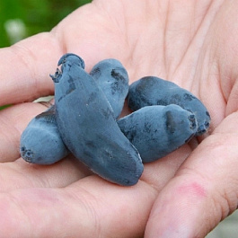 Жимолость съедобная Стрежевчанка