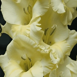 Гладиолус Debbyann