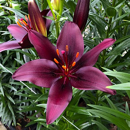 Лилия азиатская Дарк Секрет
