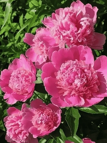 Пион Bouquet Perfect