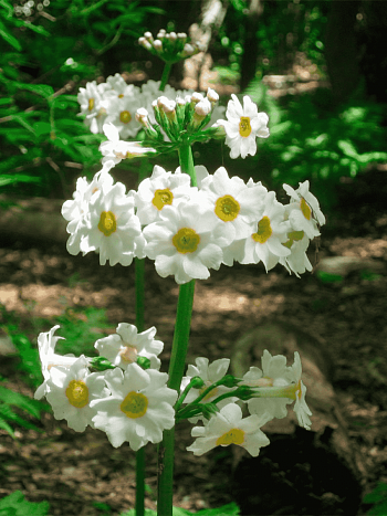 Примула японская Alba