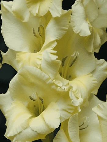 Гладиолус Debbyann