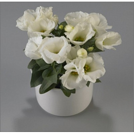 Эустома Кармен Айвори