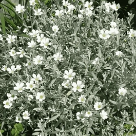 Ясколка войлочная Silver White