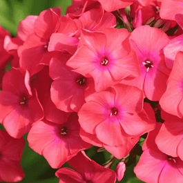 Флокс метельчатый Фламенко