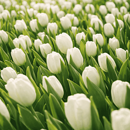 Тюльпан White flag