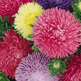 Астра китайская смесь