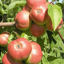 Яблоня Белорусское Сладкое