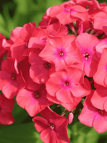 Флокс метельчатый Фламенко